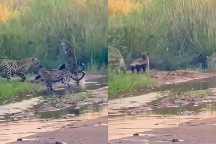 વાયરલ વિડિઓ: લોન હની બેજર એક ભયાનક લડતમાં ત્રણ ચિત્તો લે છે, પરિણામ નેટીઝન્સને આશ્ચર્યચકિત કરે છે