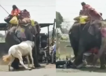 વાયરલ વિડિઓ: હાથી અને ઘોડા વચ્ચે કેમેરા પર પકડાયેલા અદ્રશ્ય ભયાનક લડત, વિડિઓ વાયરલ થાય છે