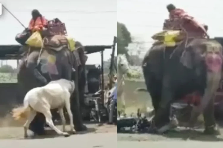 વાયરલ વિડિઓ: હાથી અને ઘોડા વચ્ચે કેમેરા પર પકડાયેલા અદ્રશ્ય ભયાનક લડત, વિડિઓ વાયરલ થાય છે