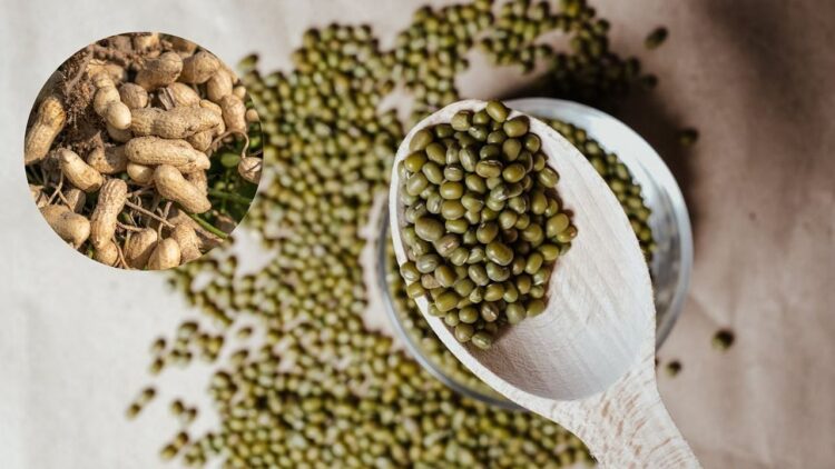 સેન્ટર હિરિયાના, યુપી, ગુજરાત અને મગફળીમાં ઉનાળાના સમર 2025-226 માટે પીએસએસ હેઠળ મૂંગ પ્રાપ્તિને મંજૂરી આપે છે