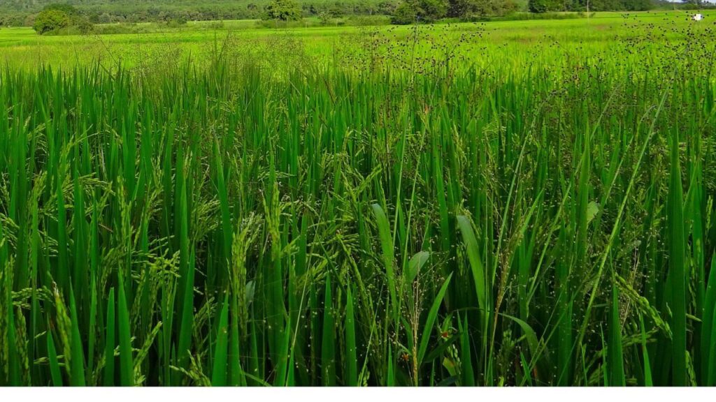 ચોખા ડ્વાર્ફિંગ વાયરસ: પૌ 2025 સીઝન માટે પંજાબના ખેડુતોને સલાહ આપે છે