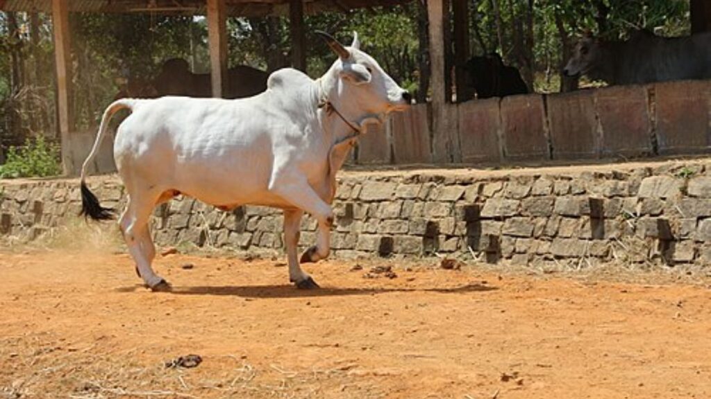 માલવી cattle ોર: માલવા જાતિની શક્તિ અને પ્રભાવશાળી દૂધ ઉપજ માટે જાણીતી