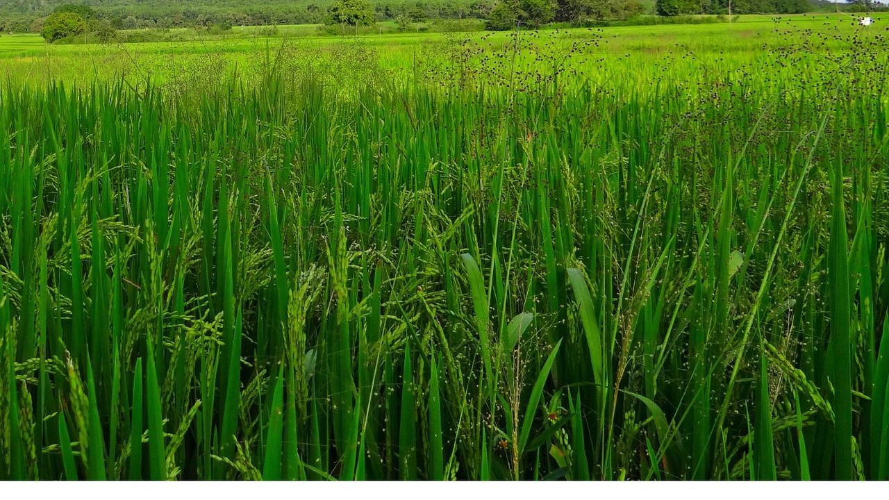 ચોખા ડ્વાર્ફિંગ વાયરસ: પૌ 2025 સીઝન માટે પંજાબના ખેડુતોને સલાહ આપે છે