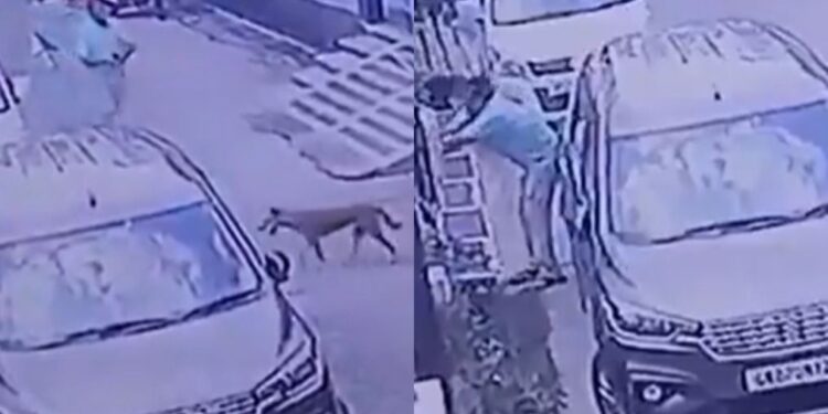 બિજનોર વાયરલ વિડિઓ: નિવૃત્ત ઇજનેર દ્વારા ડોગને ગોળી મારીને શૂટિંગ, નેટીઝન્સ પ્રશ્ન ક્યાં છે