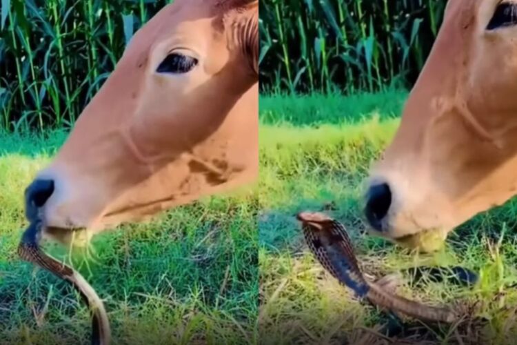 વાયરલ વિડિઓ: ગાયનો સૌમ્ય સ્પર્શ કોબ્રાને વખાણવા માટે, વિસ્મયથી ઇન્ટરનેટ